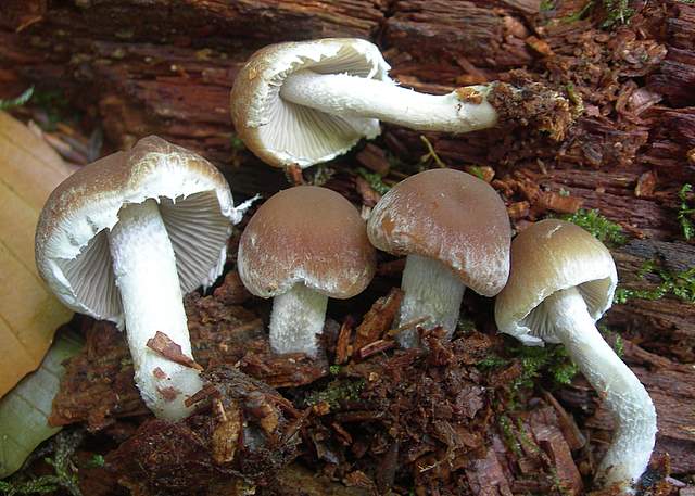 Psathyrella  spintrigeroides      P.D.Orton